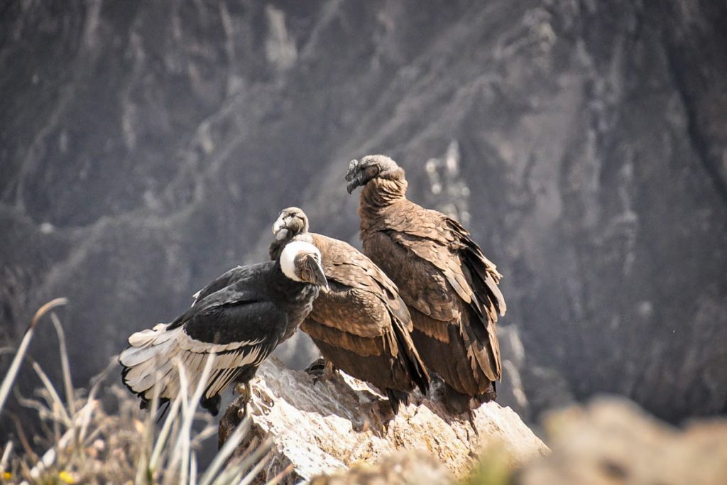 在科尔卡峡谷观景的秃鹰