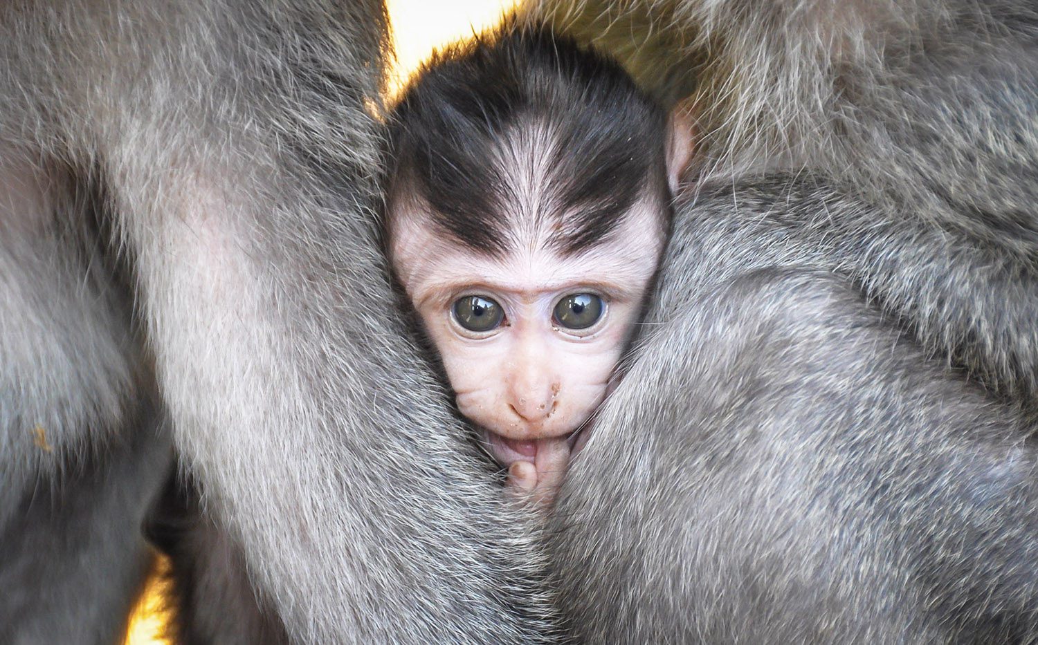 巴厘岛必做的事情猴子森林