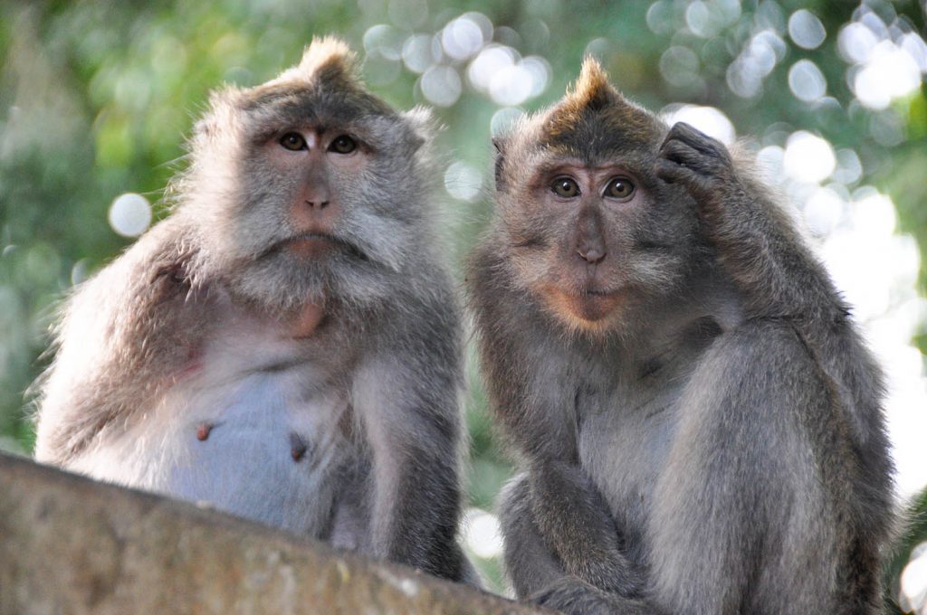 Bali Things to do Monkey Forest