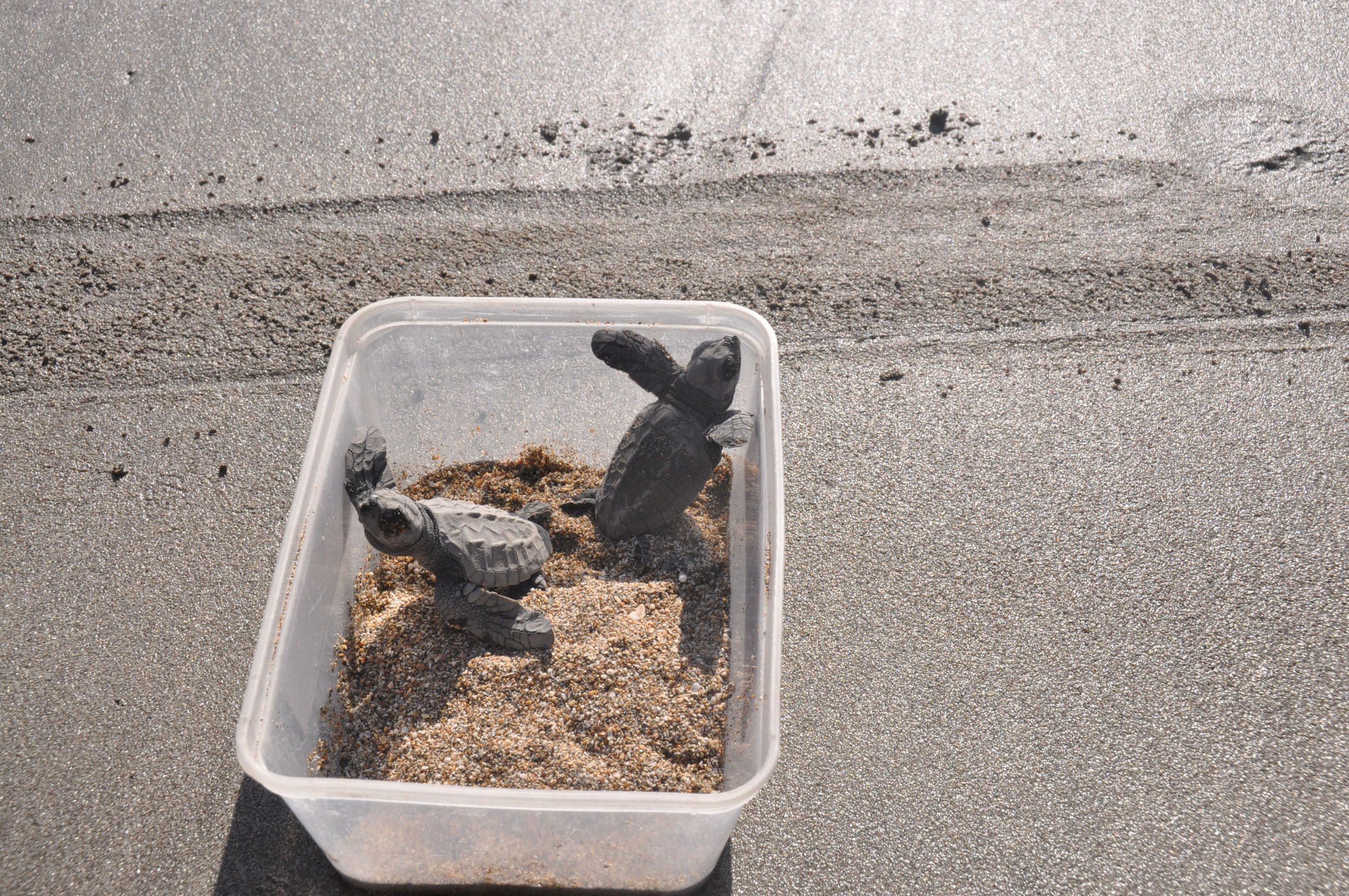 释放小海龟库塔海龟温室