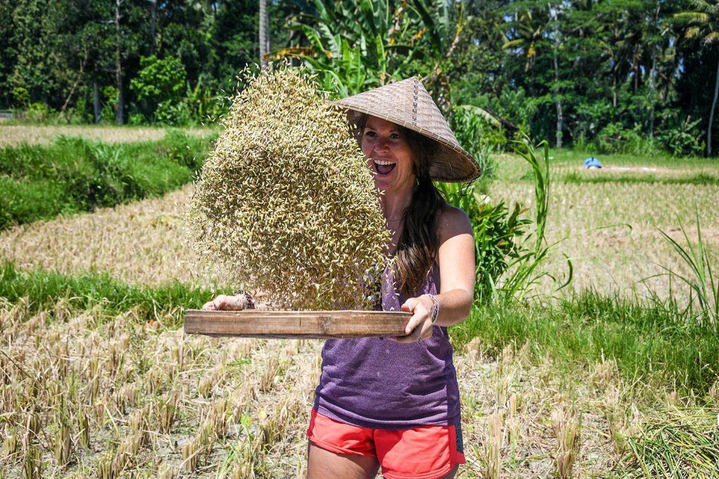 在巴厘岛要做的事收割水稻