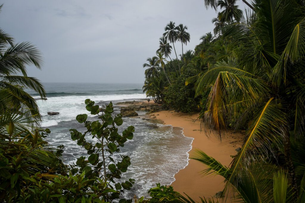 普洱茶to Viejo Costa Rica