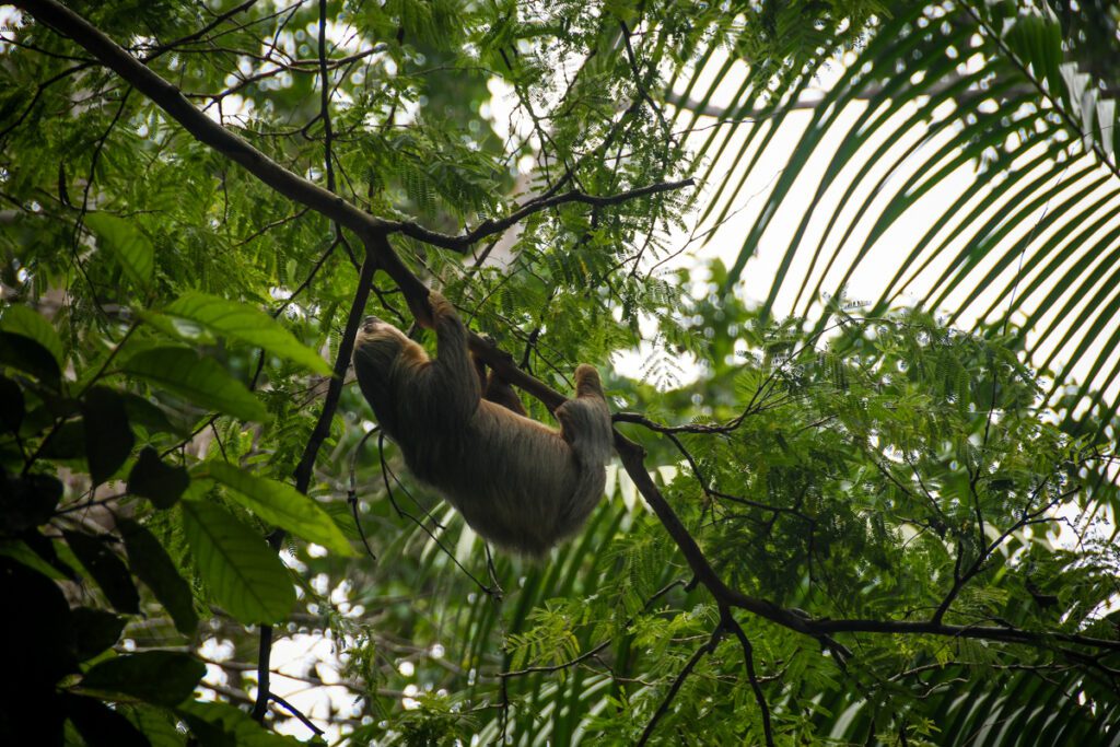 普洱茶to Viejo Costa Rica