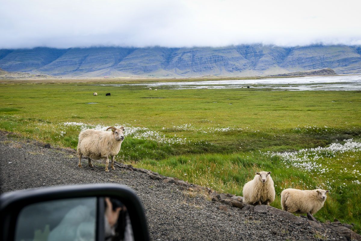 冰岛汽车租赁|路上的绵羊