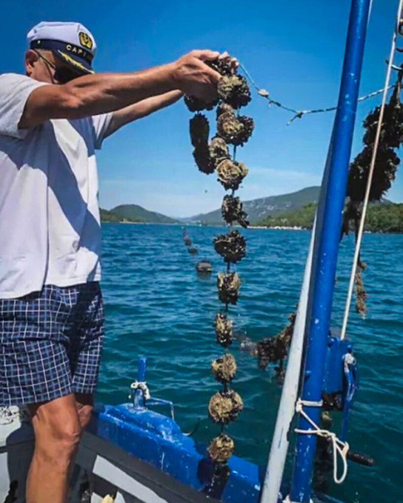 Oyster farming tour (Airbnb)