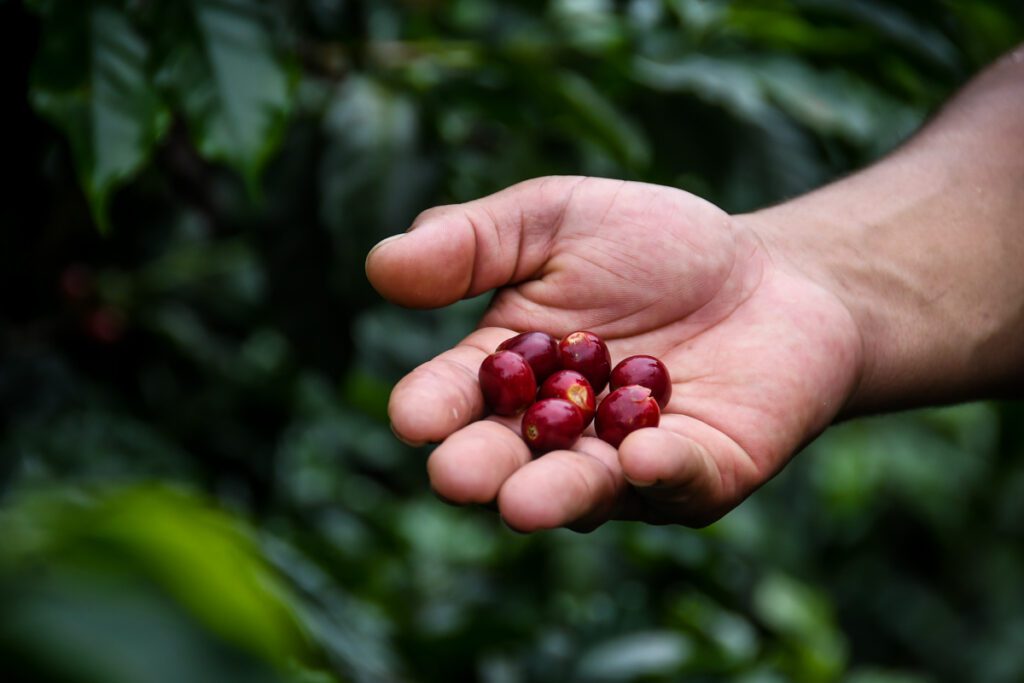危地马拉安提瓜咖啡农场之旅