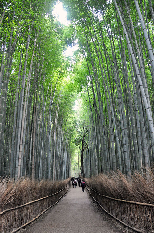 岚山竹林