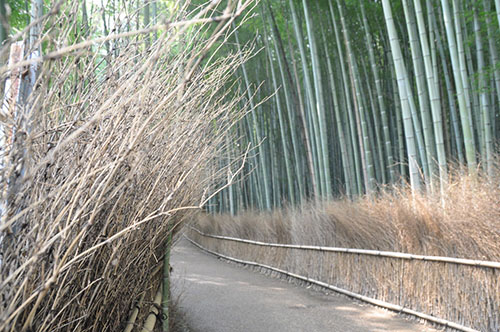 岚山竹林，日本京都
