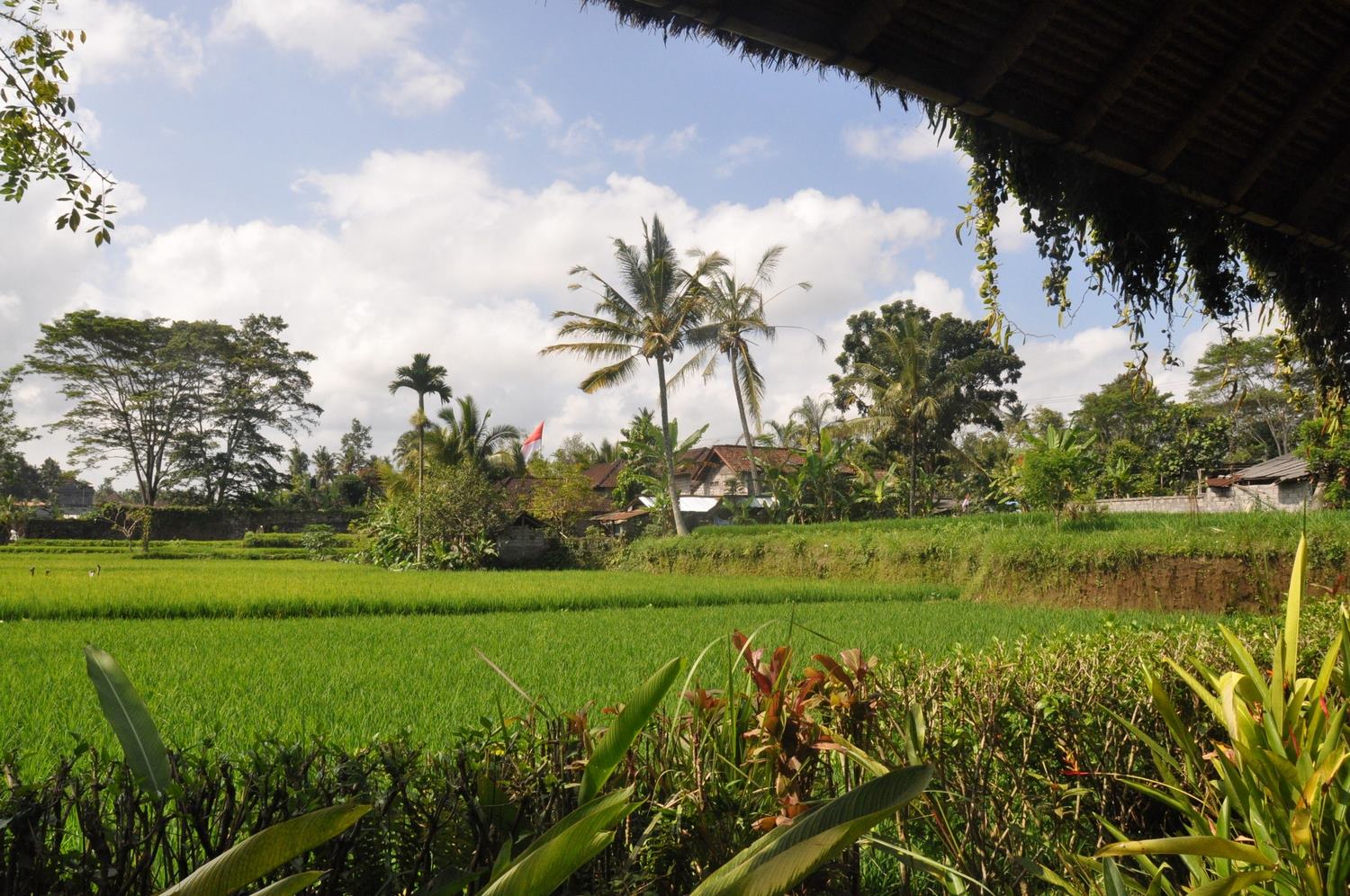 巴厘岛的稻田乌布