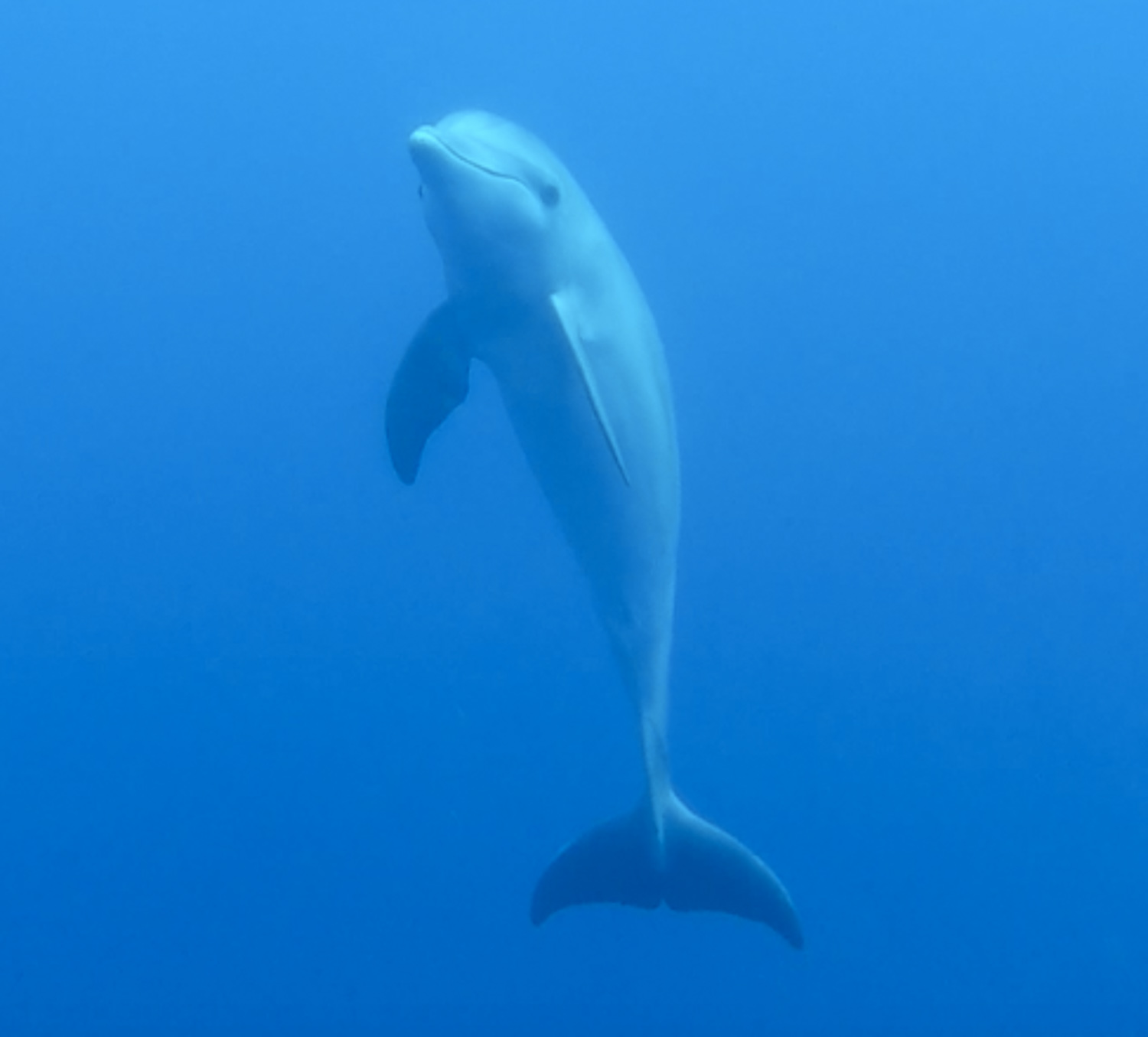 在普拉森西亚潜水时发现海豚