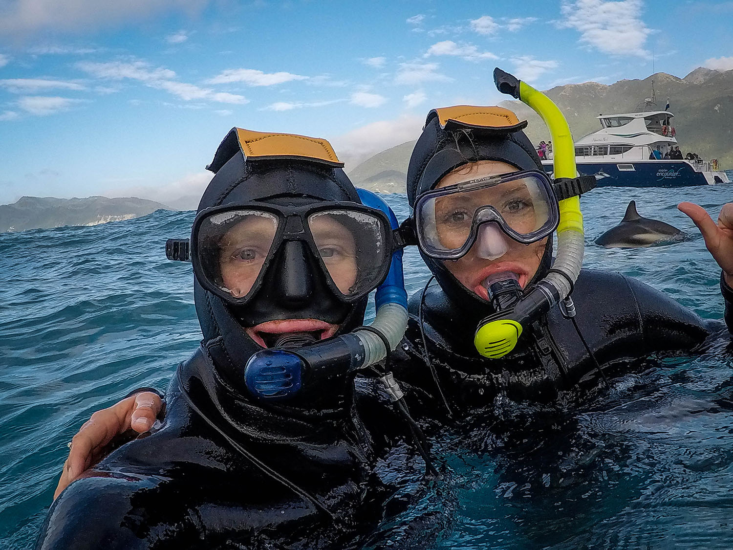 在新西兰的基亚科拉与海豚一起游泳