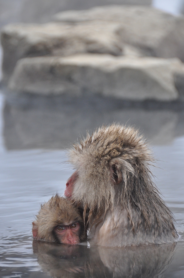 Jigokudani Snow Monkey Park Things to do in Japan