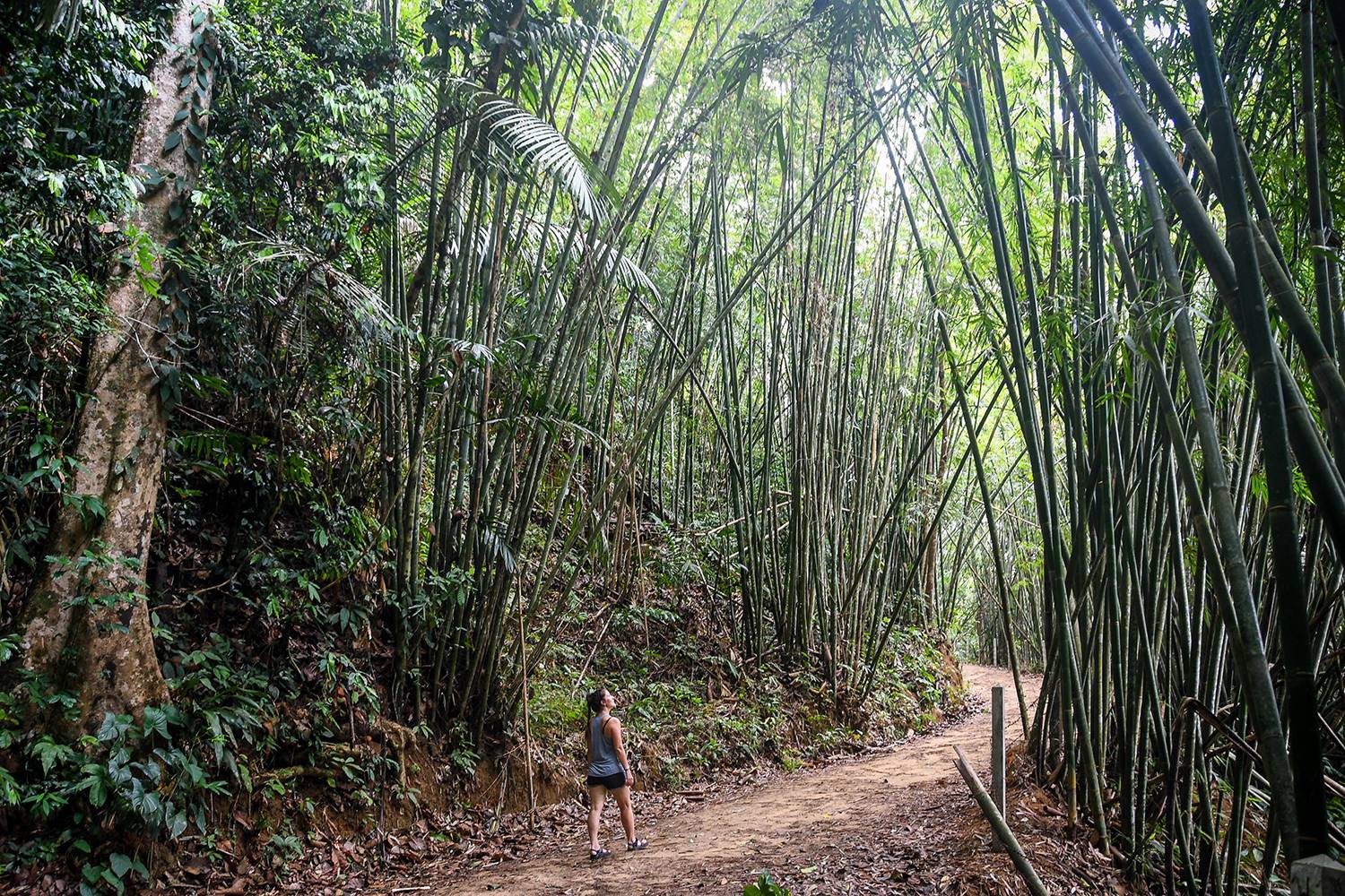 考索国家公园徒步竹林旅游指南华体会最新登录网站