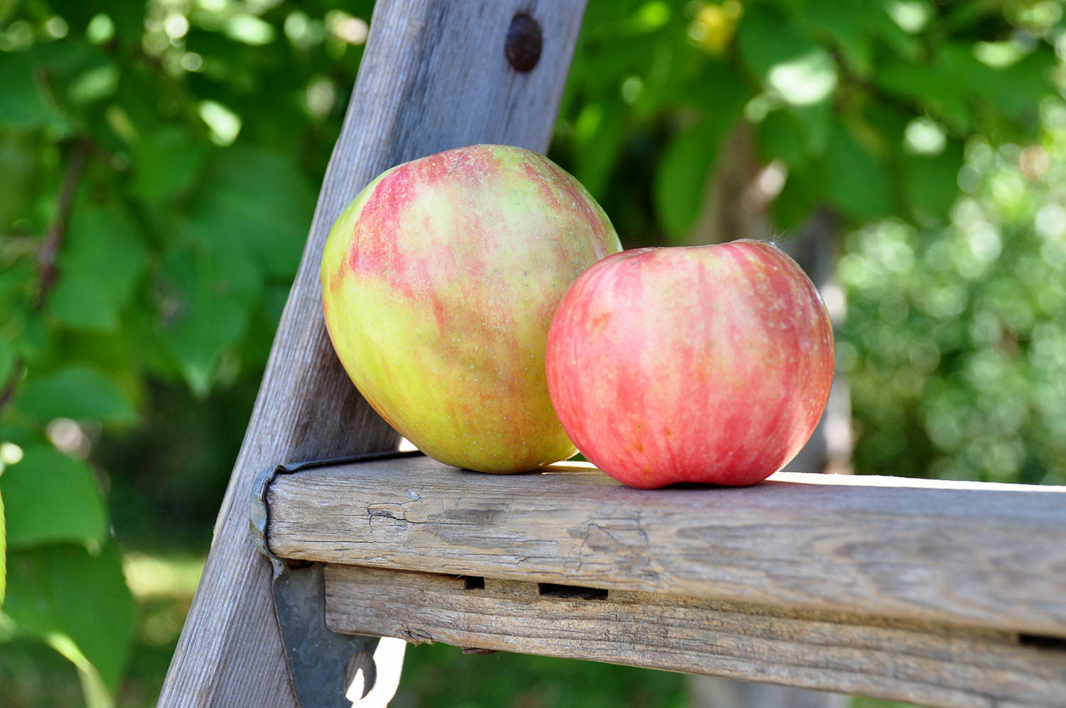 明尼苏达州的苹果园