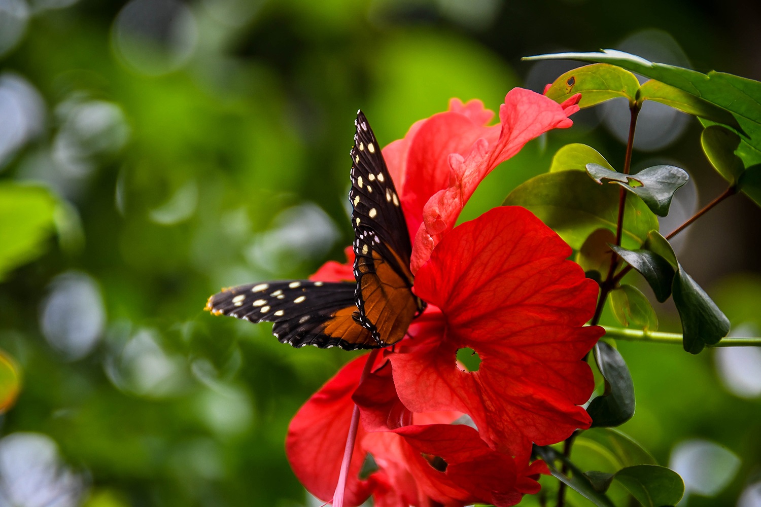 牧场Mastatal可持续小屋蝴蝶在红花