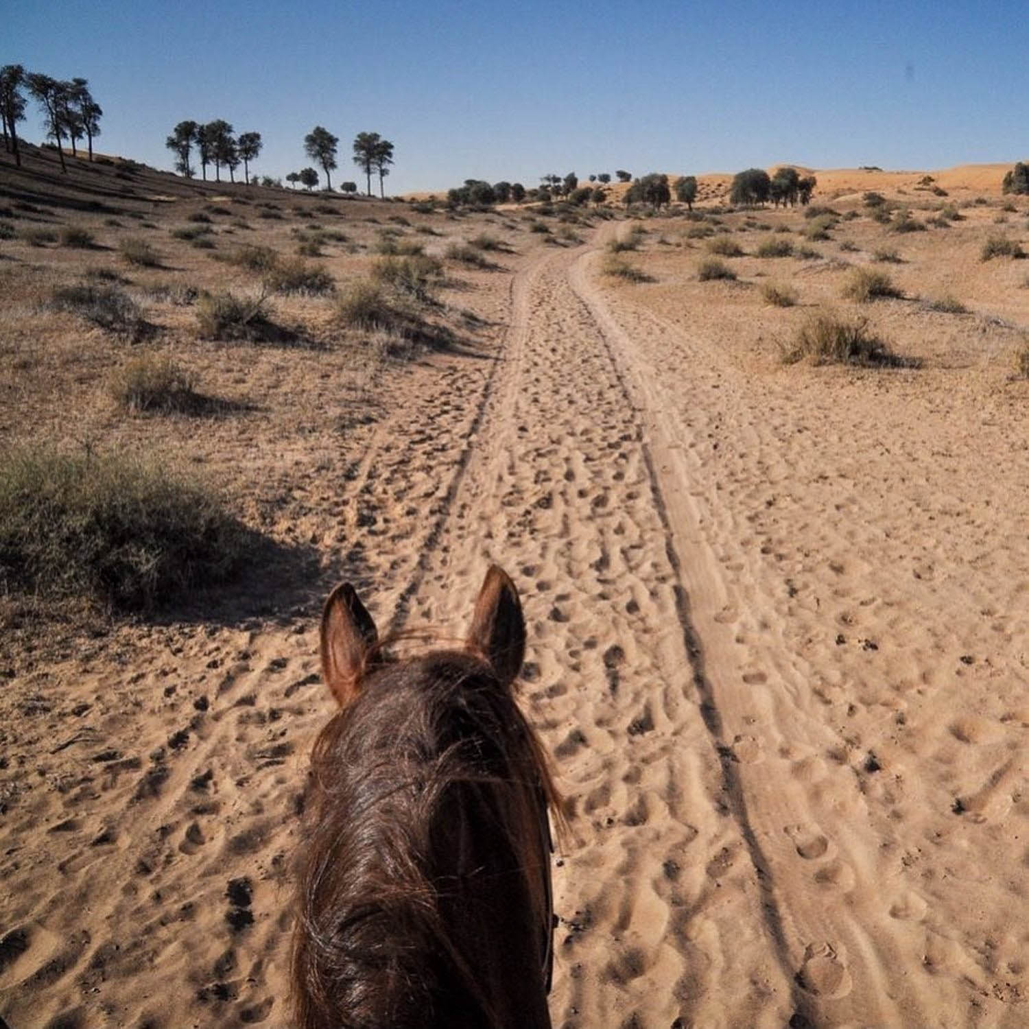 丽思卡尔顿Al Wadi沙漠Ras Al Khaimah骑马