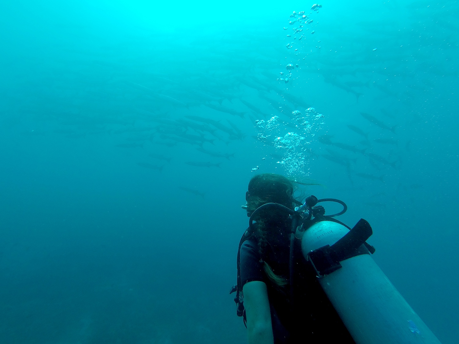 斯米兰群岛居住船邪恶潜水泰国梭鱼
