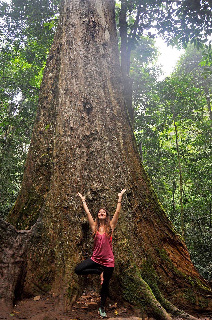 树的姿势为1000岁的树Cuc Phuong公园越南