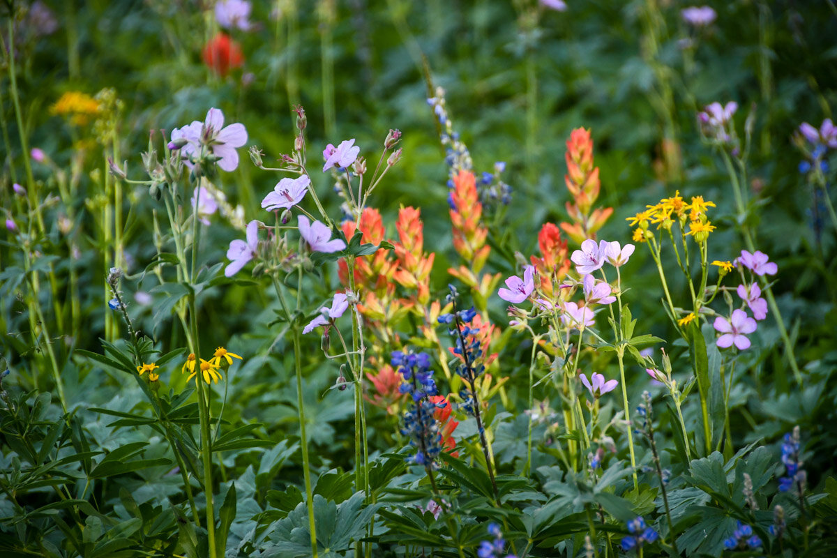 在大提顿国家公园可以做的事情:欣赏野花