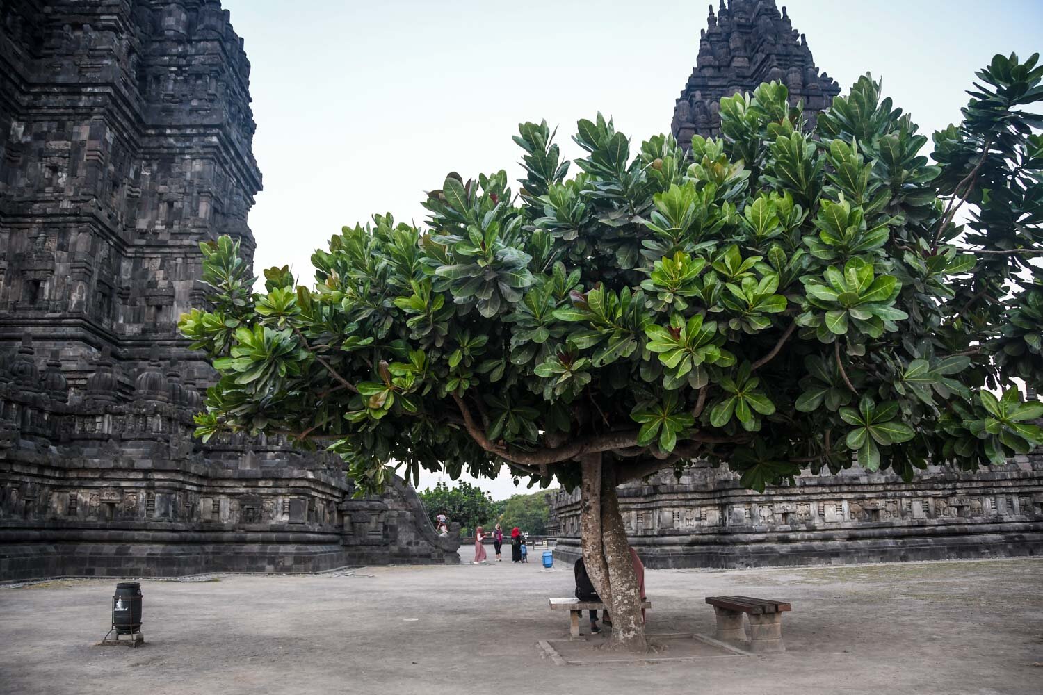 Prambanan寺庙日惹树
