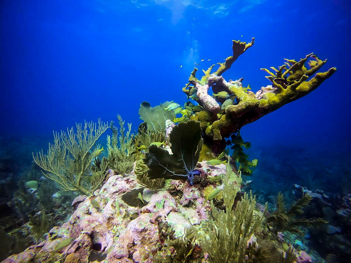 在伯利兹堡礁的Elkhorn珊瑚潜水