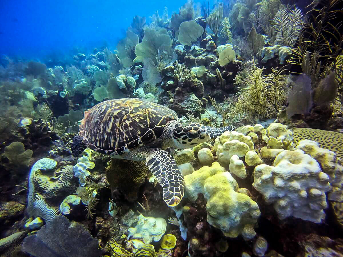 在伯利兹潜水，一只海龟在伯利兹堡礁上