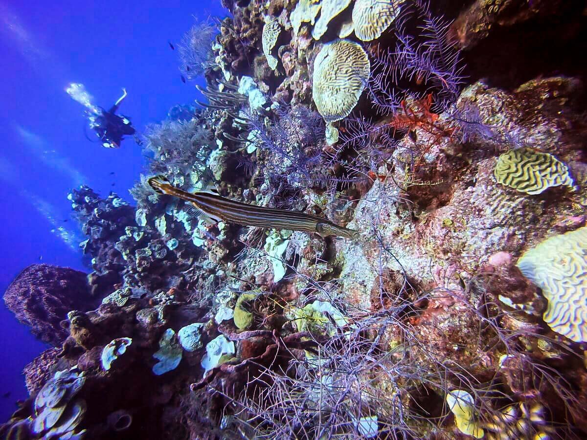 在伯利兹潜水，欣赏喇叭鱼和珊瑚礁