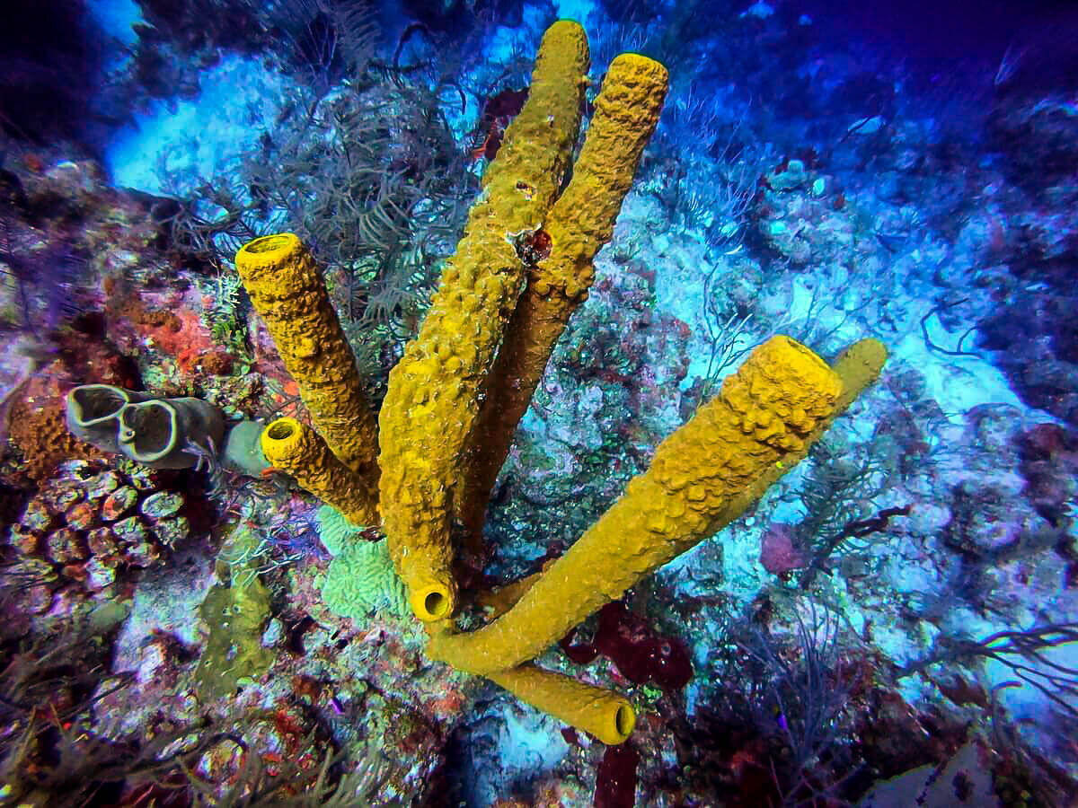 在伯利兹潜水|管珊瑚