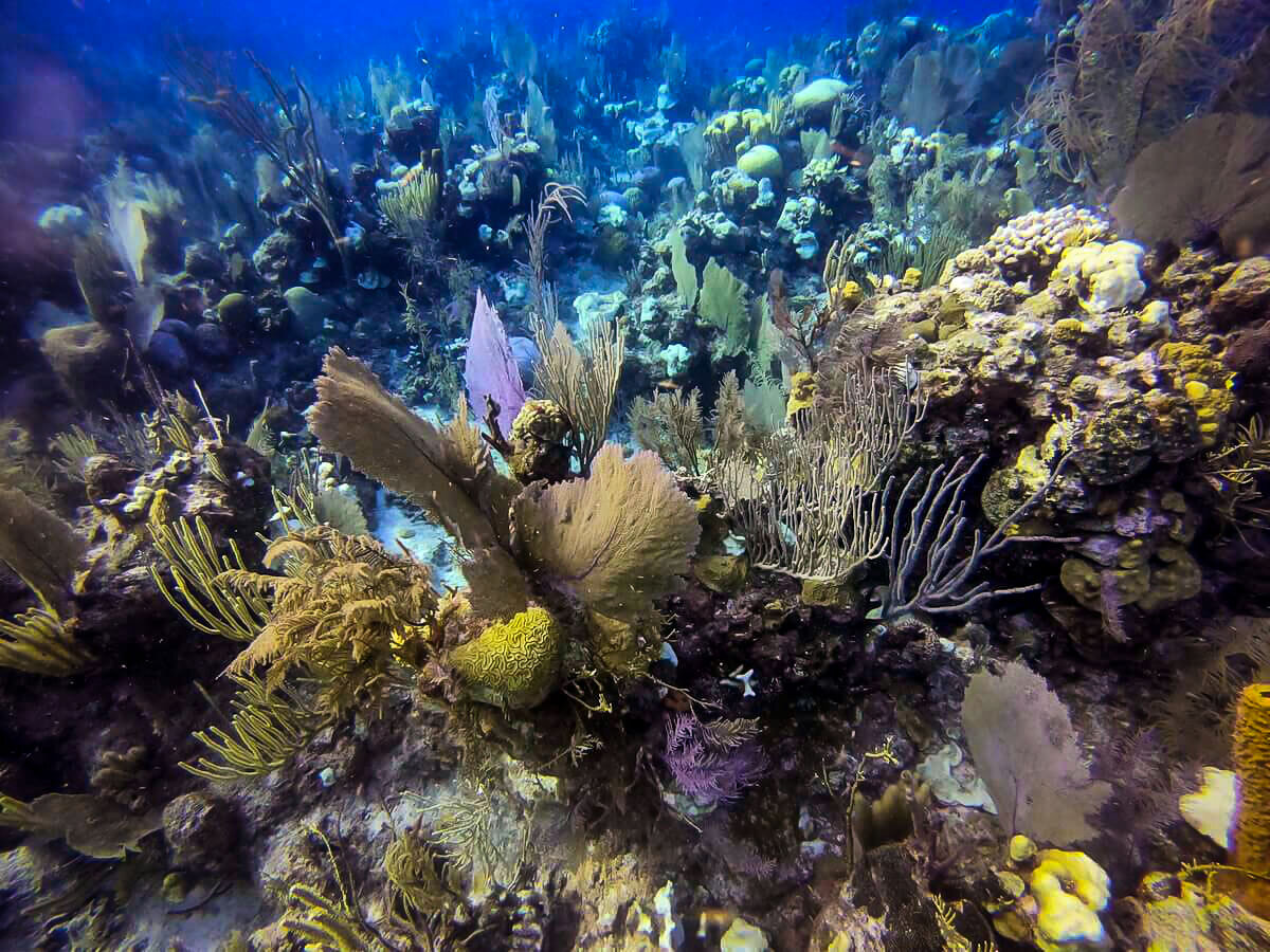 在伯利兹堡礁的扇形珊瑚中潜水