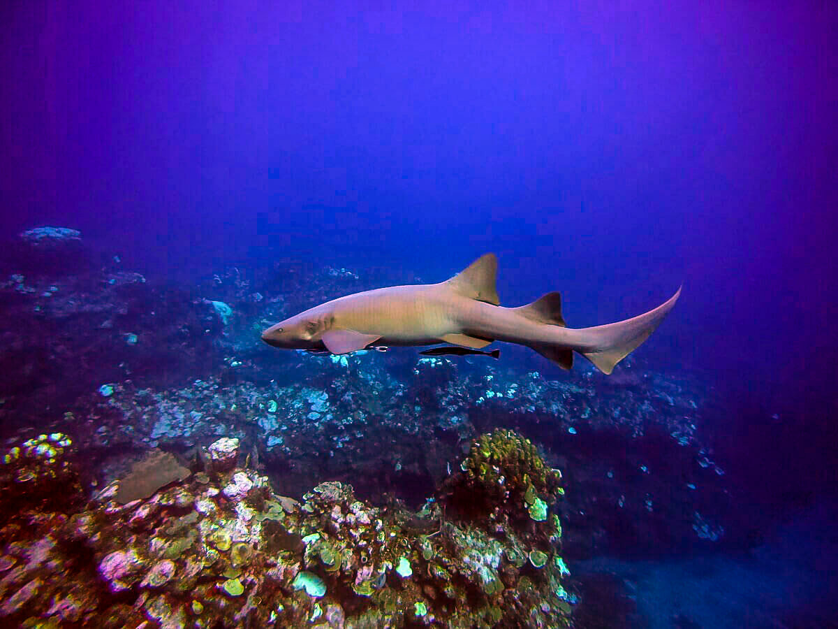 在伯利兹潜水的|鲨鱼在伯利兹堡礁