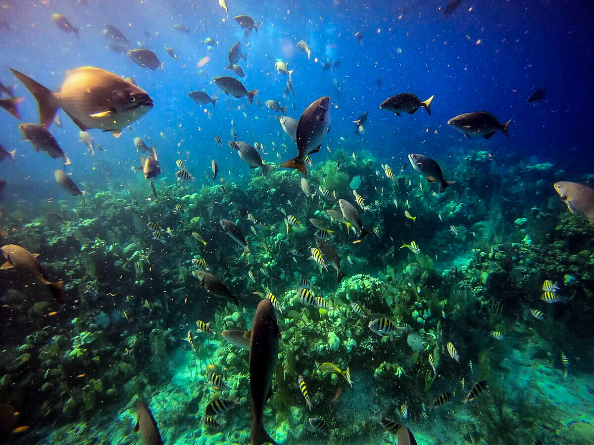 在伯利兹潜水，欣赏伯利兹堡礁鱼