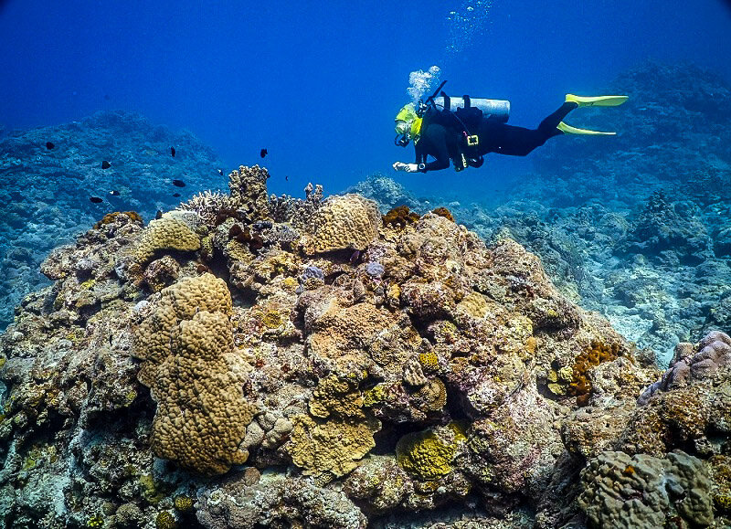 日本潜水终极指南|克拉玛群岛冲绳潜水