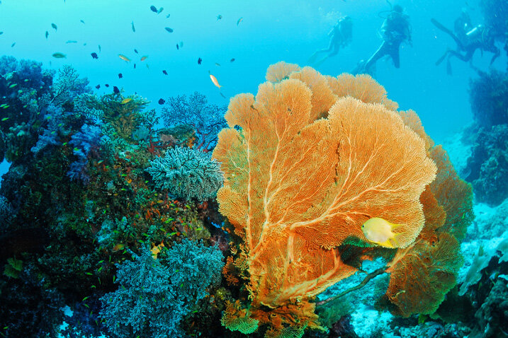 斯米兰群岛潜水|图片来源:斯米兰群岛国家公园官网