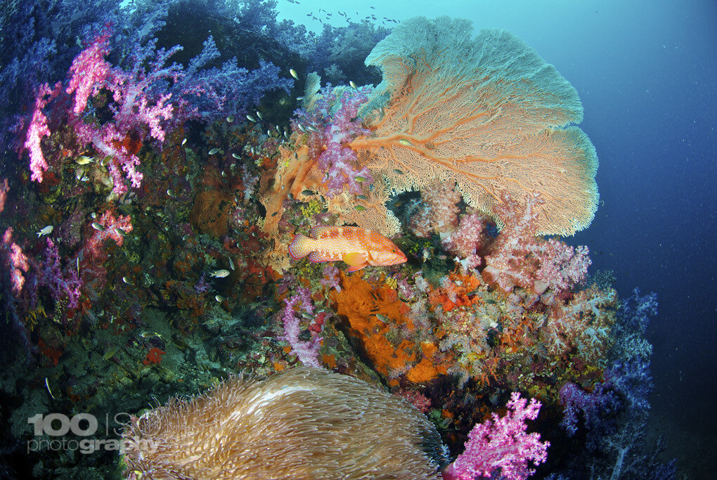 泰国黎塞留岩石潜水|图片来源:Alfredo Briccola