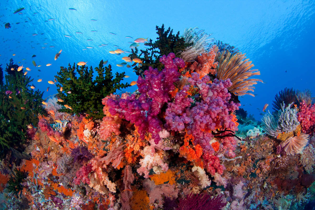 Raja Ampat潜水|图片来自AsiaLiveaboard