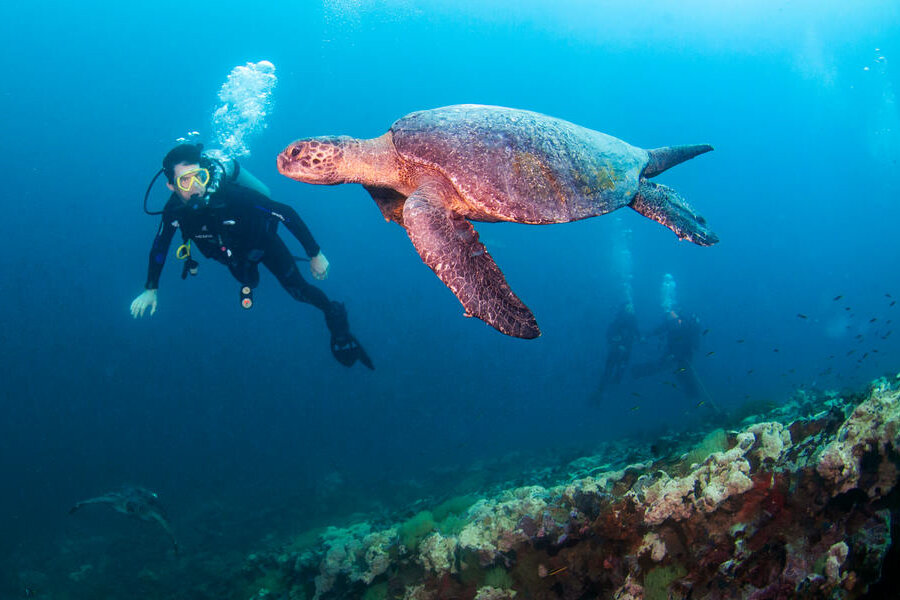 加拉帕戈斯潜水|图片来源:世界野生动物基金会