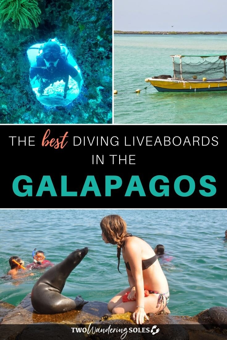 加拉帕戈斯群岛最佳潜水体验者|两只流浪鳎鱼华体会吧