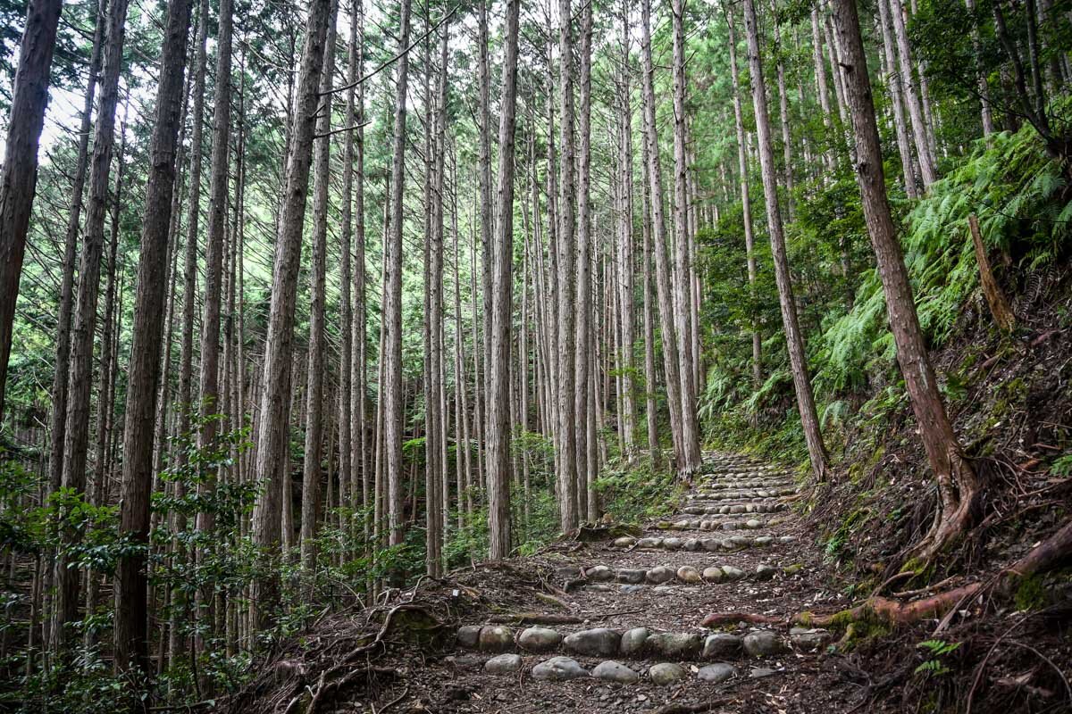 熊野Kodo步道石阶