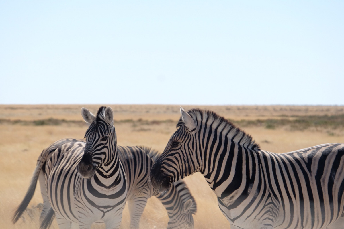 在纳米比亚必做的事情:埃托沙国家公园