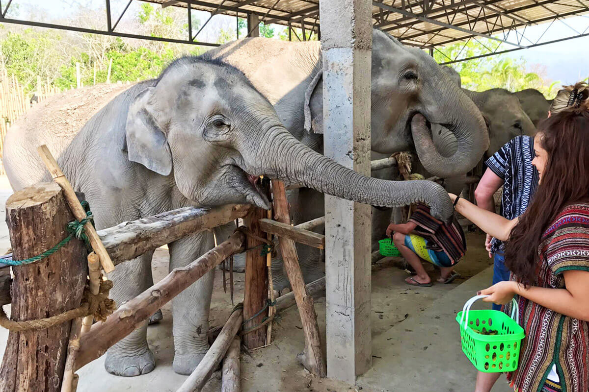 泰国大象丛林保护区