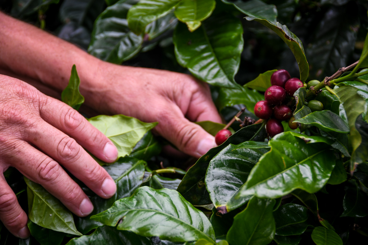 在危地马拉咖啡农场要做的事情