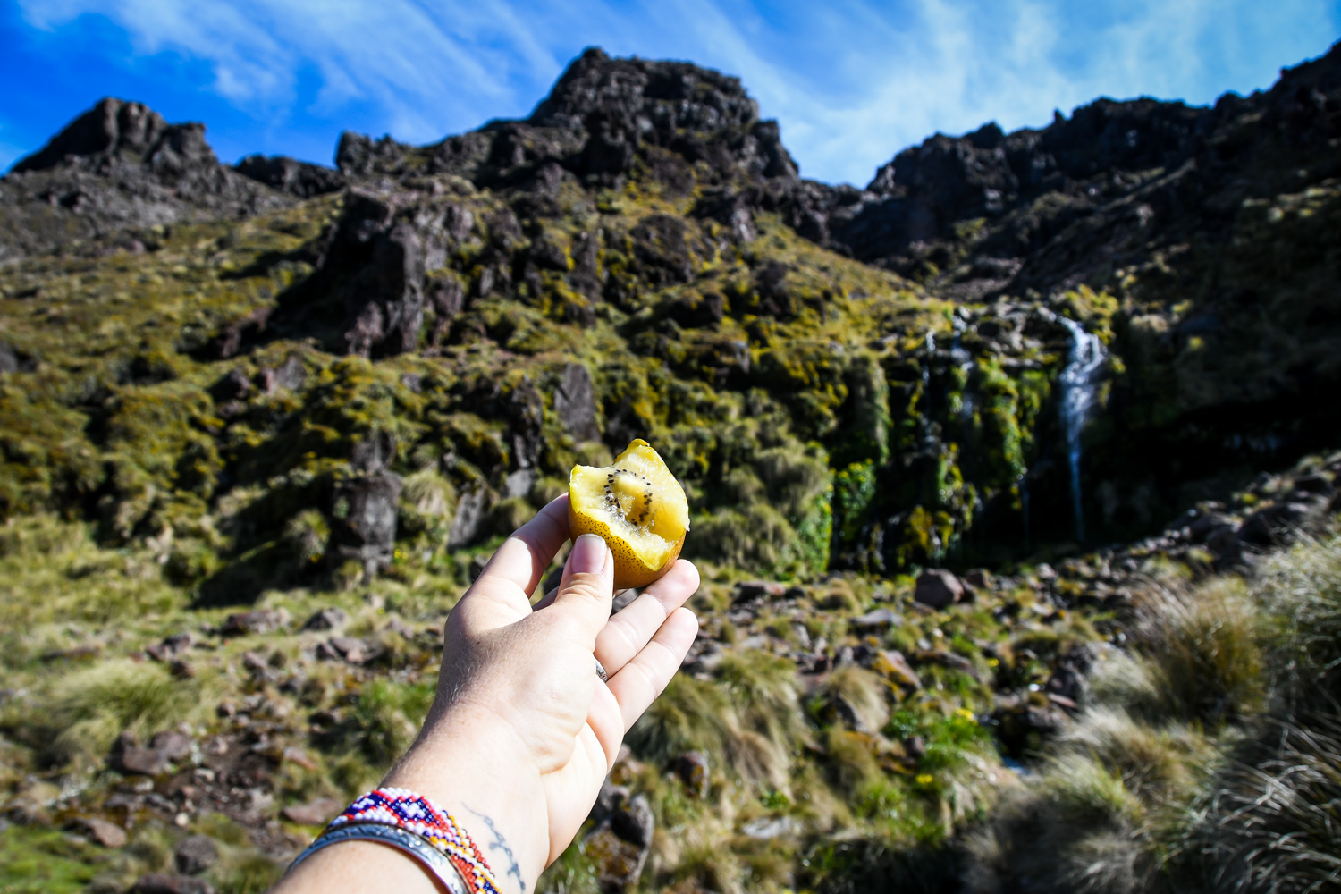 New Zealand Golden Kiwi