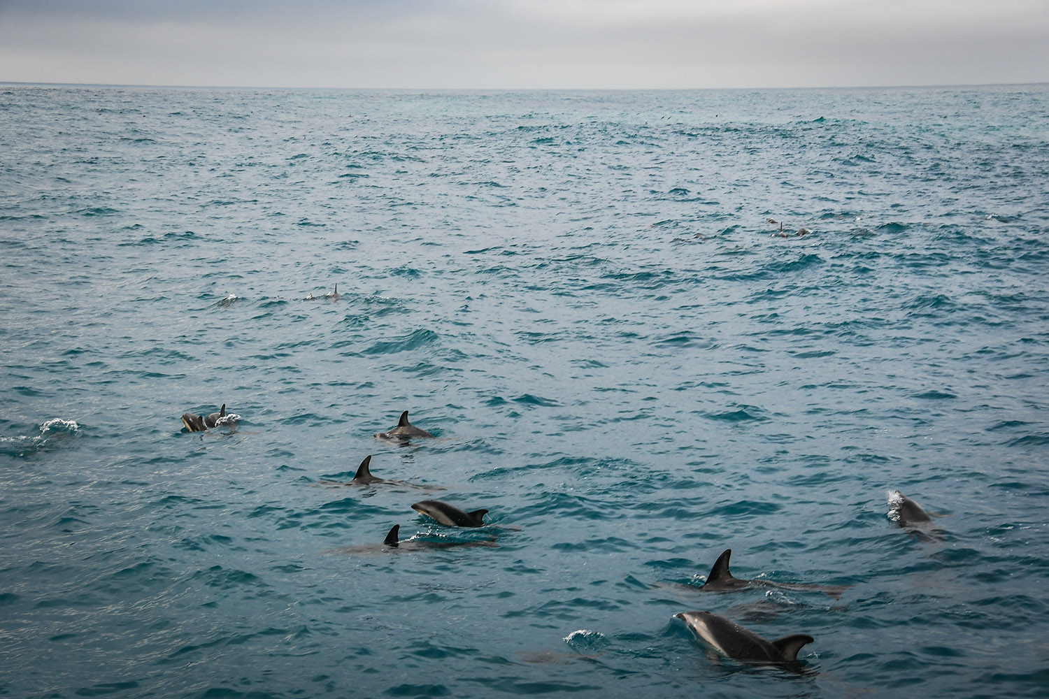 与海豚一起游泳，凯库拉新西兰