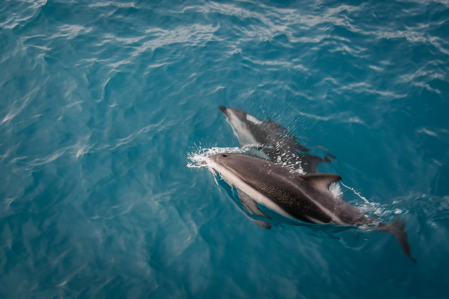 与海豚一起游泳，凯库拉新西兰