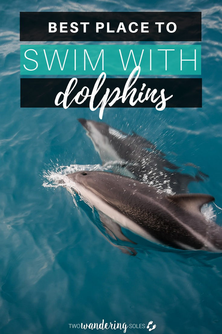 新西兰与海豚一起游泳的最佳地点
