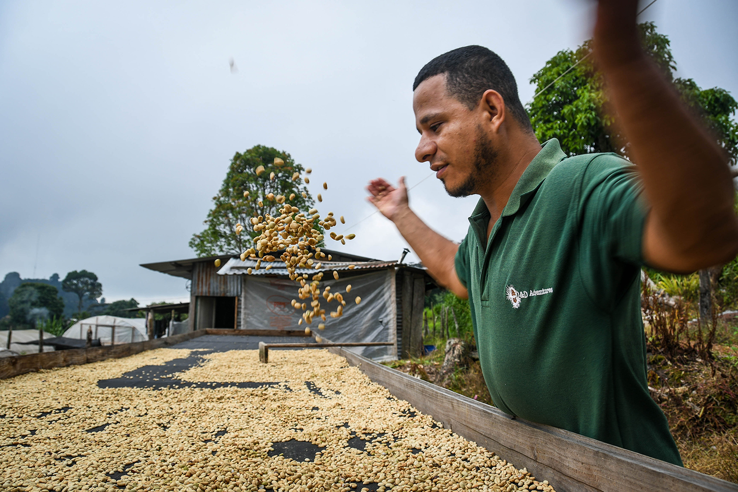 咖啡之旅洪都拉斯沃尔特晒咖啡豆