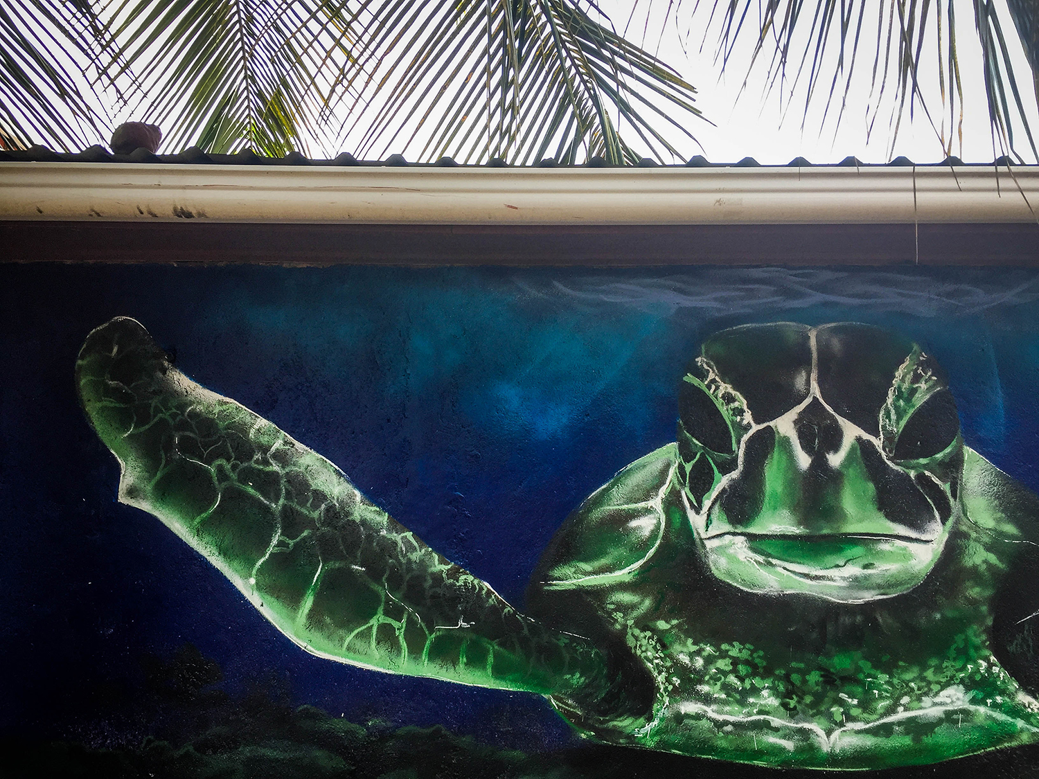 Roatan vs utia洪都拉斯湾岛海龟壁画