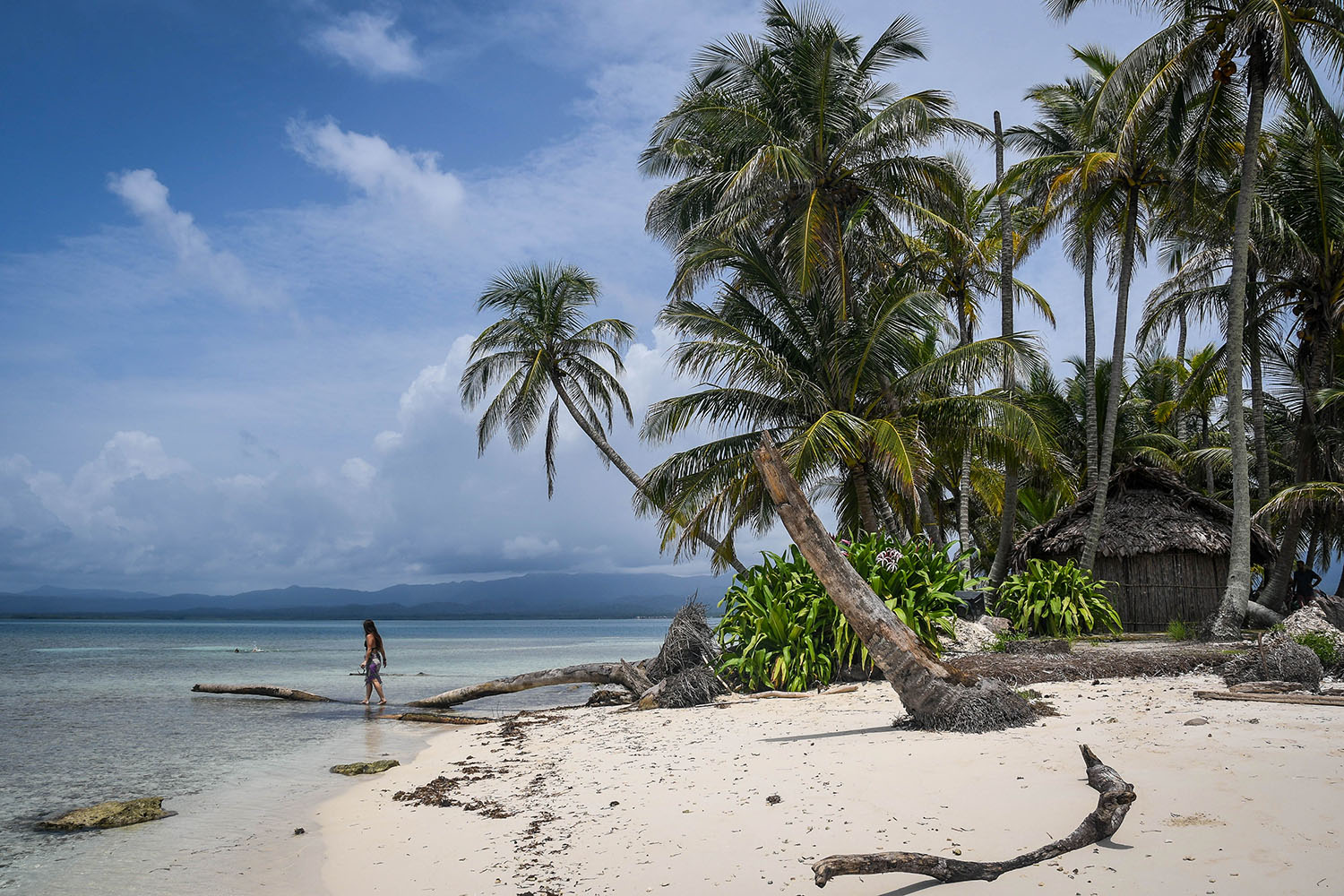 圣布拉斯群岛巴拿马到哥伦比亚海滩棕榈树