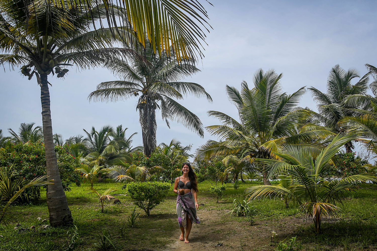 圣布拉斯群岛巴拿马到哥伦比亚的椰子树
