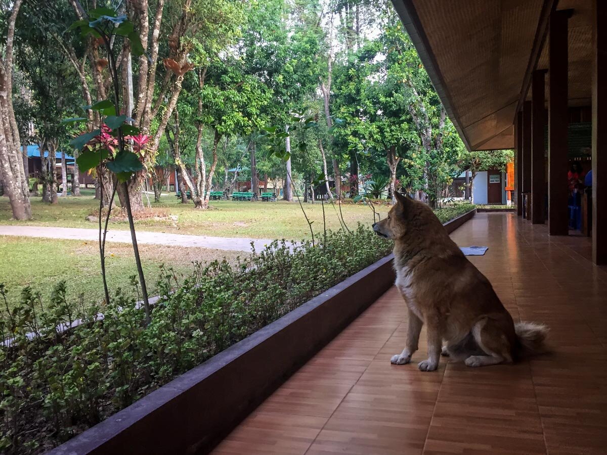 在泰国Wat Pa Tam Wua的贝狗冥想静修所